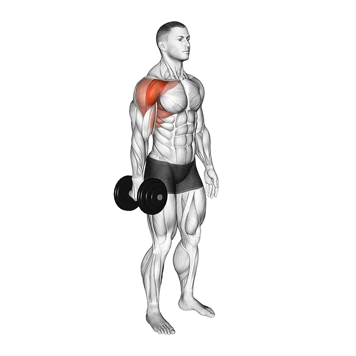 Dumbbell Single Arm Neutral Grip Front Raise exercise animation (Male)