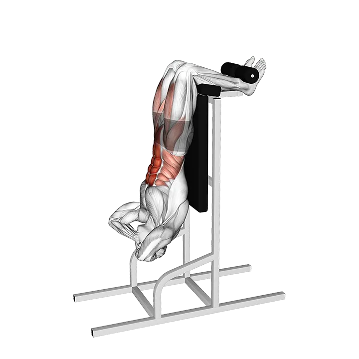 Vertical Sit-Up exercise animation (Male)