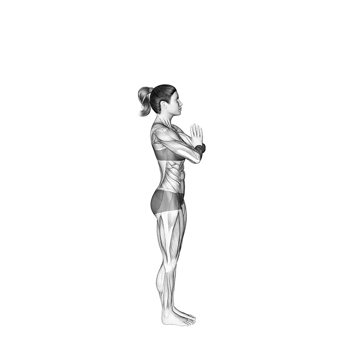 Half Sun Salutation exercise animation (Female)