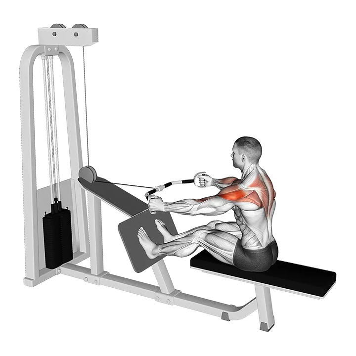 Cable Rear Delt Row (parallel bar) exercise animation (Male)