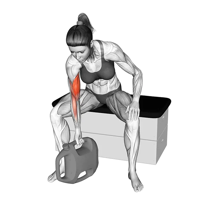 Bottle Weighted Concentration Curl exercise animation (Female)