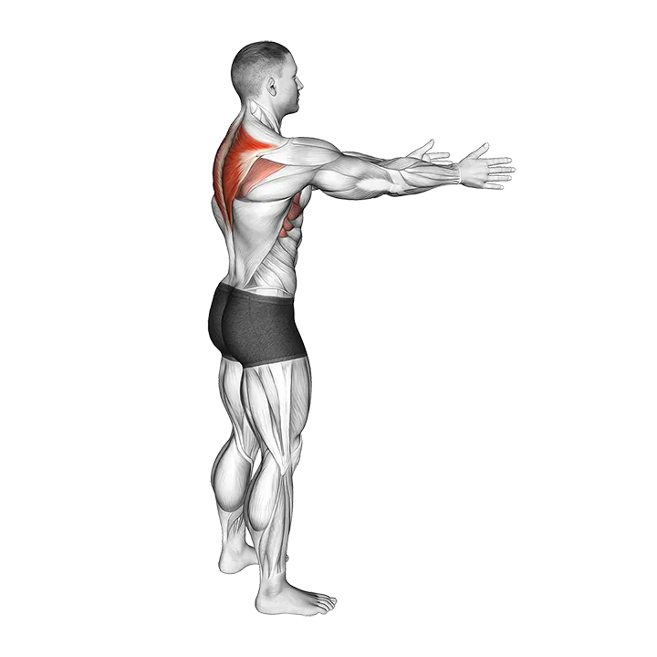 Bodyweight Standing Scapula Row exercise animation (Hombre)
