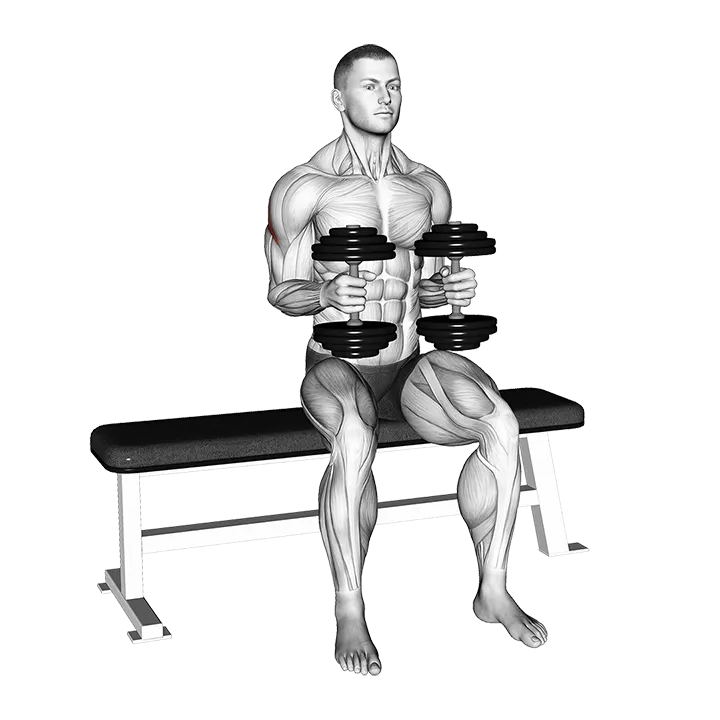 Dumbbell Seated External Rotation exercise animation (Male)