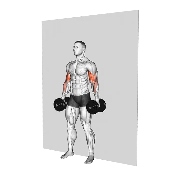 Dumbbell Alternate Hammer Srtict Curl exercise animation (Male)