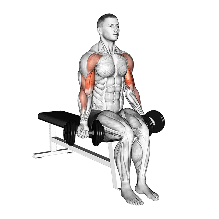 Dumbbell Seated Drag Curl exercise animation (Male)