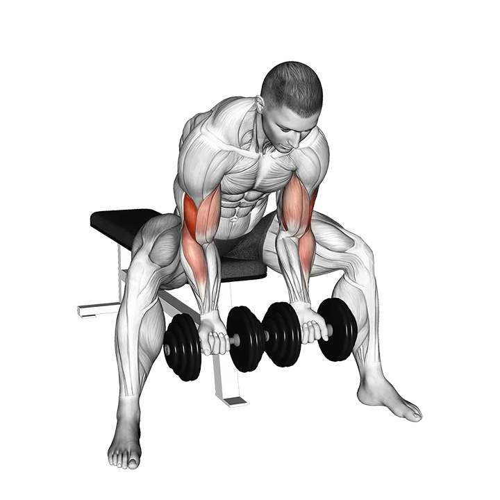 Dumbbell Seated Double Concentration Curl exercise animation (Male)