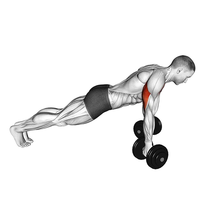 Dumbbell Reverse Push-up exercise animation (Male)
