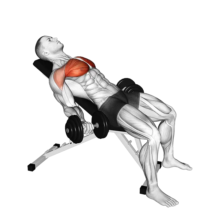 Dumbbell Incline Low Fly exercise animation (Male)