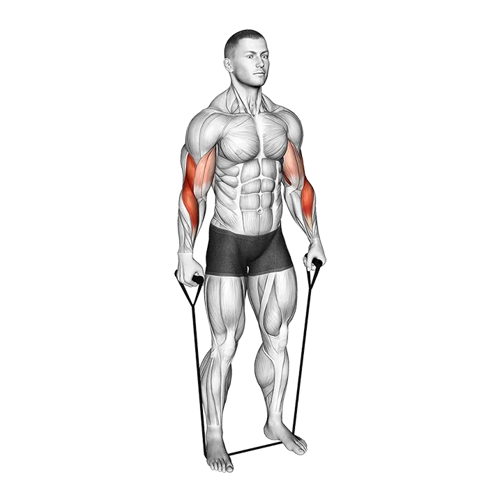 Band Standing Reverse Curl exercise animation (Male)