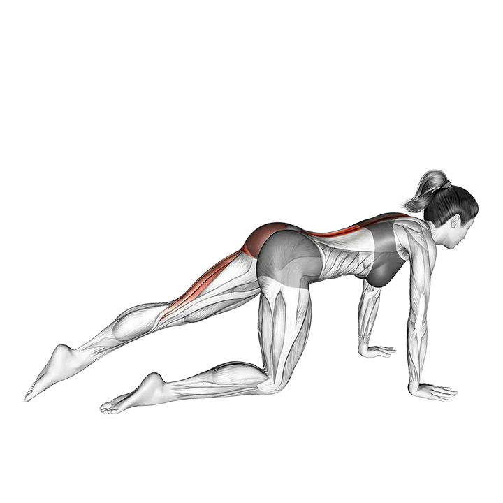 Kneeling Straight Leg Kickback (VERSION 2) (left) exercise animation (Male)