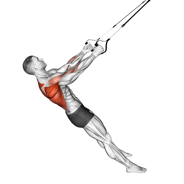 Suspender Row exercise animation (Male)