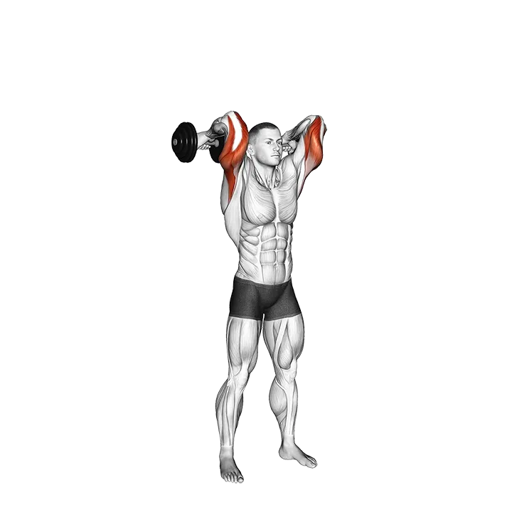 Dumbbell Standing French Press exercise animation (Male)
