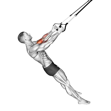 Suspender Biceps Curl