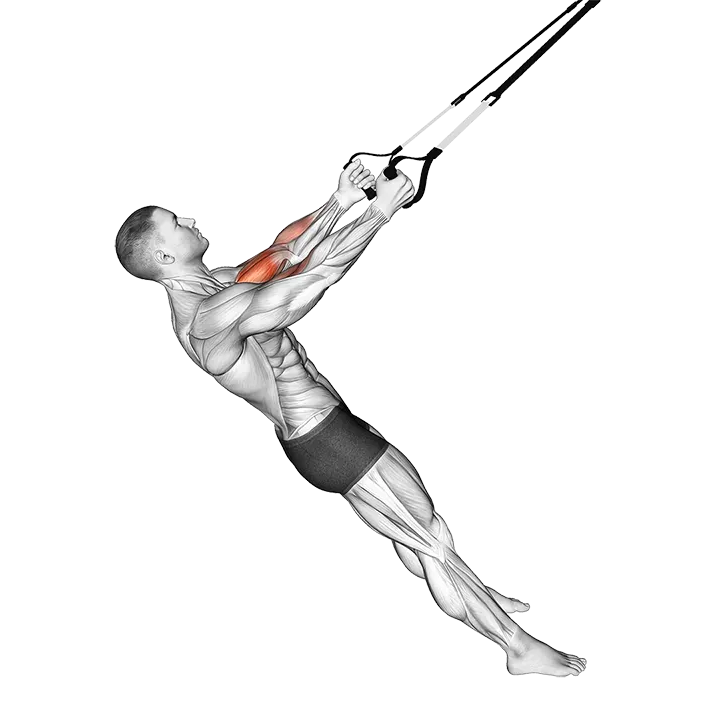 Suspender Biceps Curl exercise animation (Male)