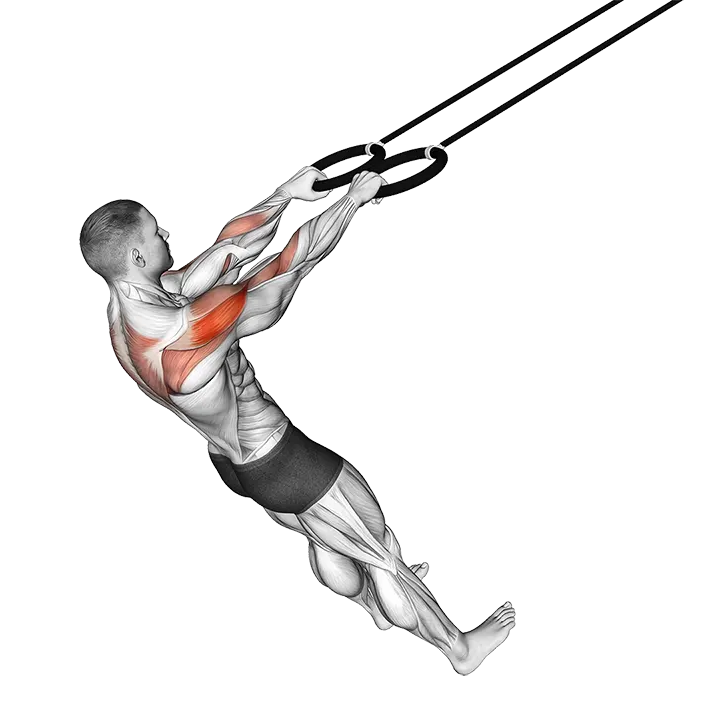 Ring Face Pull exercise animation (Hombre)
