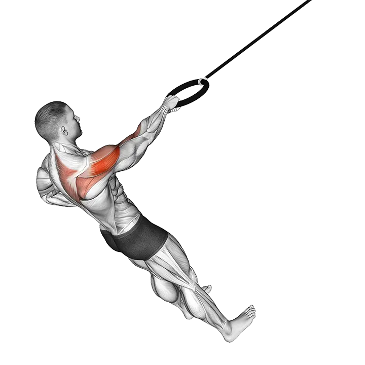 Ring Single Arm Rear Delt Row exercise animation (Male)