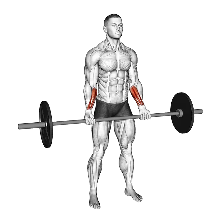 Barbell Standing Wrist Curl exercise animation (Male)