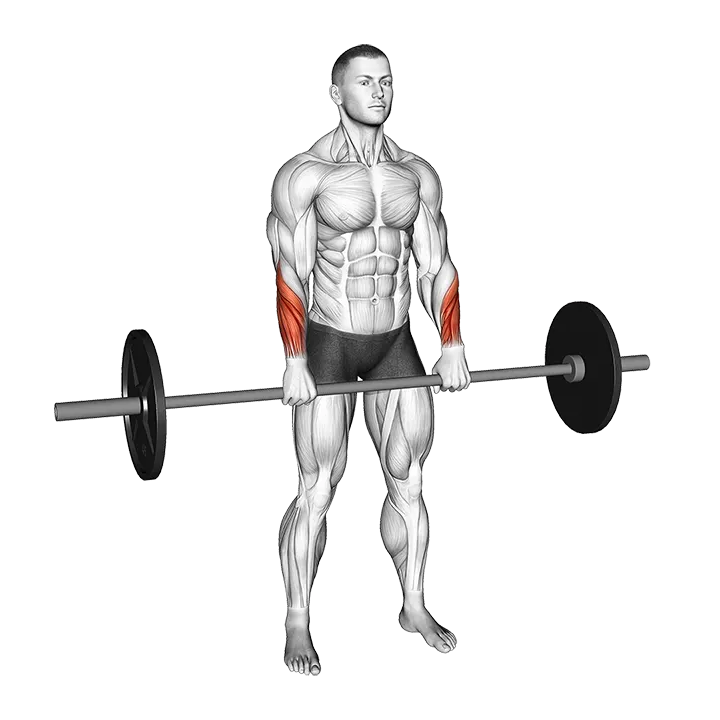 Barbell Standing Wrist Reverse Curl exercise animation (Male)