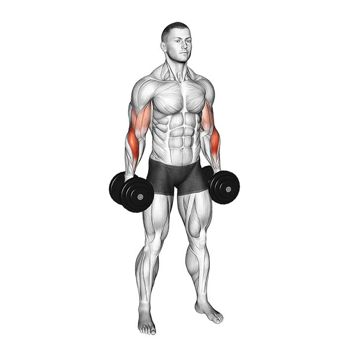 Dumbbell Standing Alternate Reverse Curl exercise animation (Male)