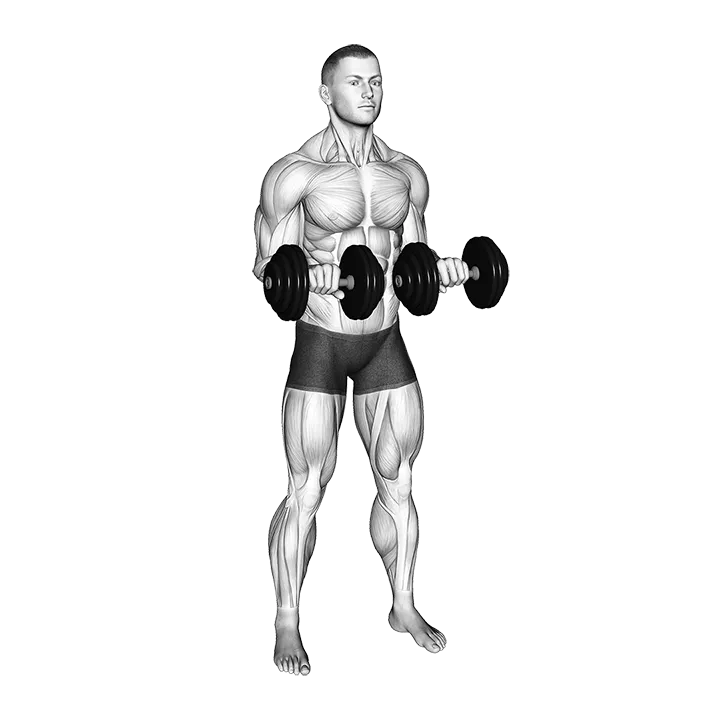 Dumbbell Standing Arms Rotate exercise animation (Male)