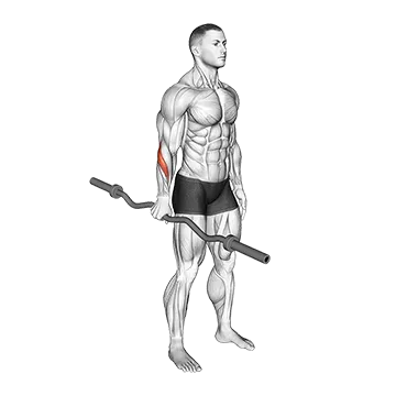 EZ Barbell Standing Single Arm Neutral Wrist Curl