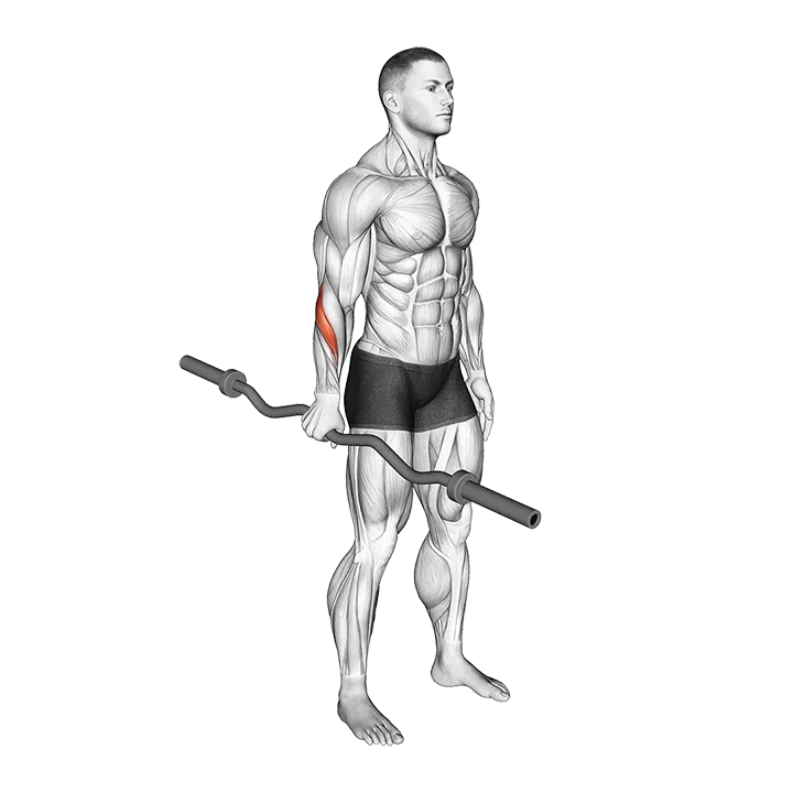 EZ Barbell Standing Single Arm Neutral Wrist Curl exercise animation (Male)
