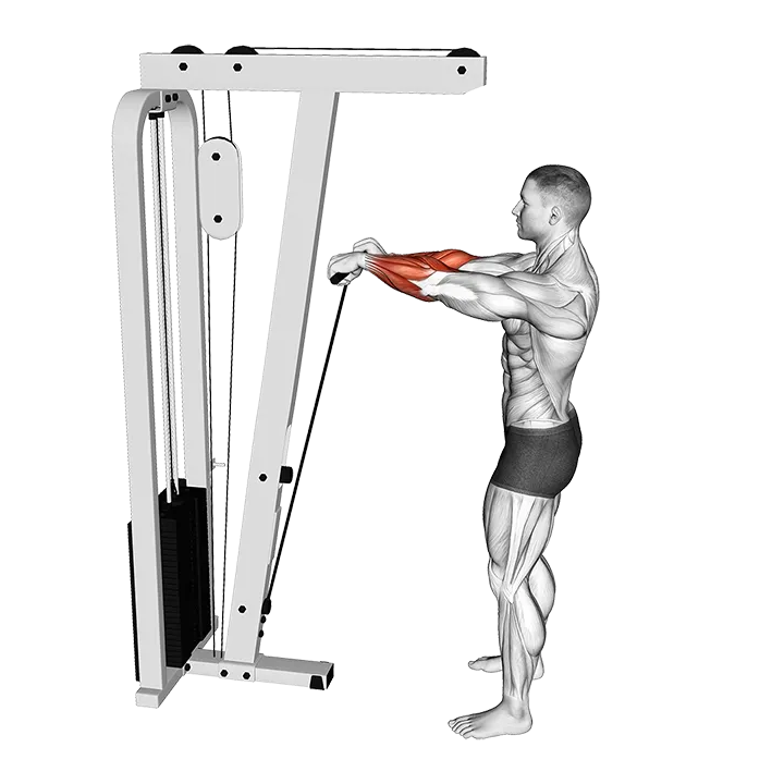 Cable Standing Wrist Roll exercise animation (Male)