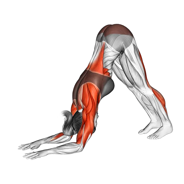 Dolphin Pose exercise animation (Female)