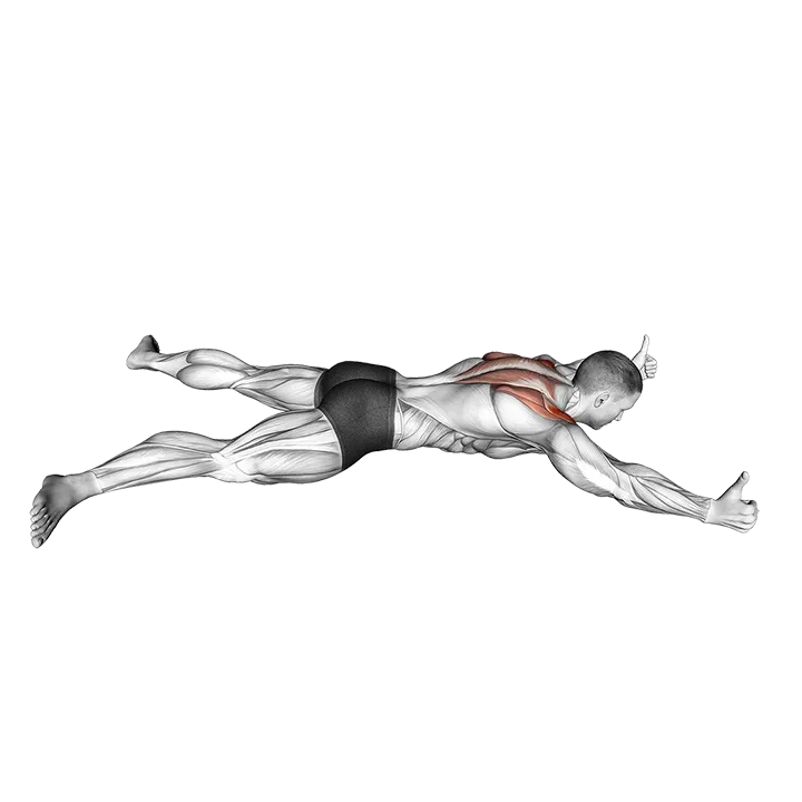 Lying Prone Y Raise exercise animation (Male)
