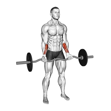 EZ Barbell Standing Wrist Curl