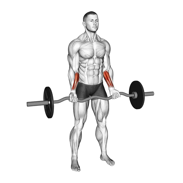 EZ Barbell Standing Wrist Curl exercise animation (Male)