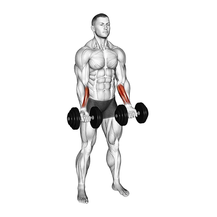 Dumbbell Standing Wrist Curl exercise animation (Male)