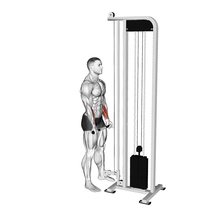 Cable Standing Wrist Curl exercise animation (Male)