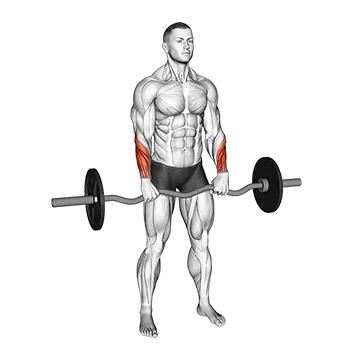 EZ Barbell Standing Wrist Reverse Curl