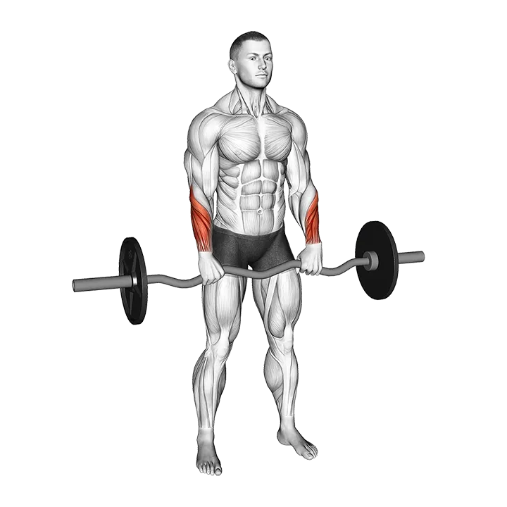 EZ Barbell Standing Wrist Reverse Curl exercise animation (Male)