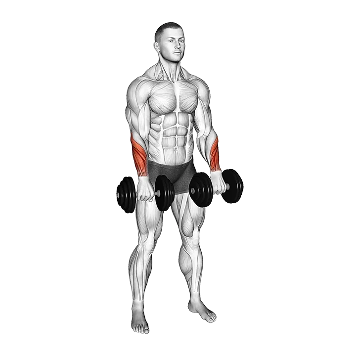 Dumbbell Standing Wrist Reverse Curl exercise animation (Male)