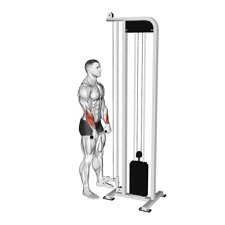 Cable Standing Wrist Reverse Curl exercise animation (Male)