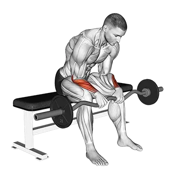 EZ Bar Seated Wrist Reverse Curl