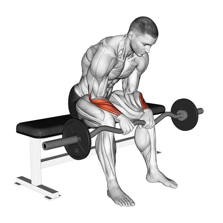 EZ Bar Seated Wrist Reverse Curl exercise animation (Male)