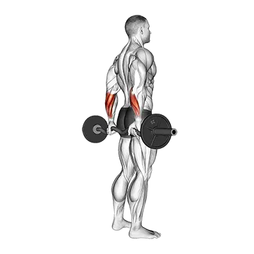 EZ Barbell Standing Back Wrist Curl