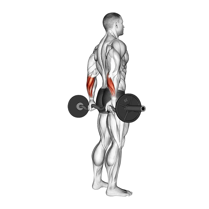 EZ Barbell Standing Back Wrist Curl exercise animation (Male)