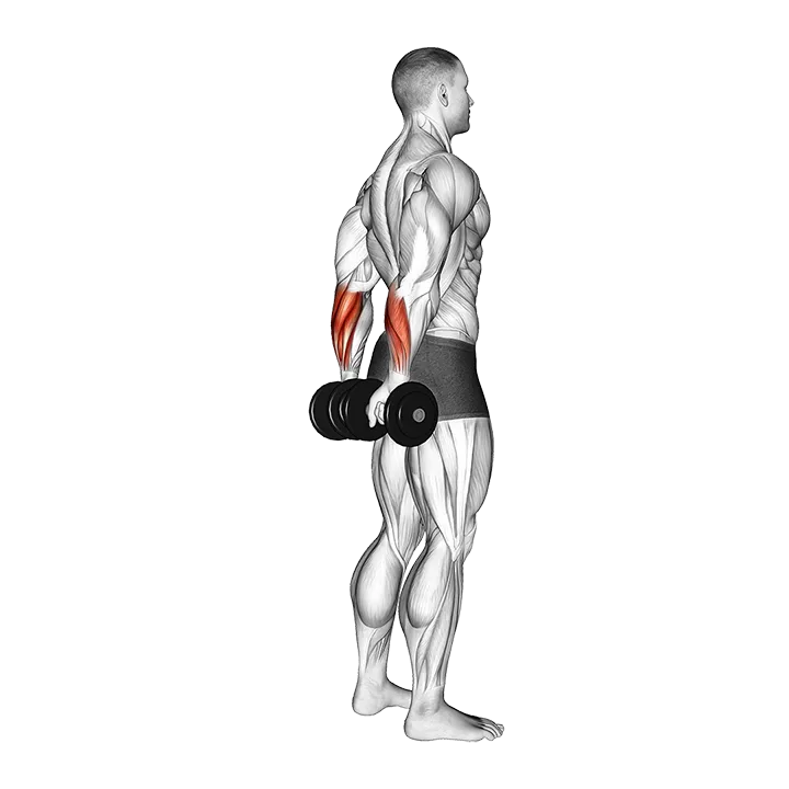 Dumbbell Standing Back Wrist Curl exercise animation (Male)