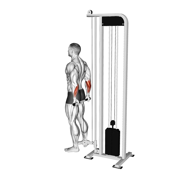 Cable Standing Back Wrist Curl exercise animation (Male)