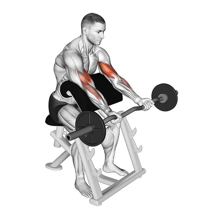 EZ Barbell Preacher Curl exercise animation (Male)