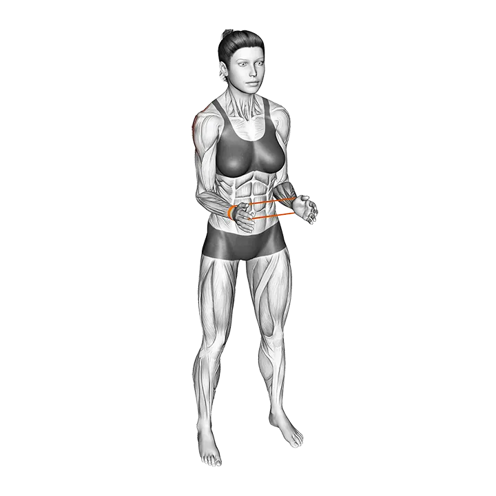 Resistance Band Standing External Rotation exercise animation (Female)