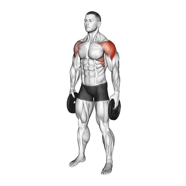 Weighted Plate Standing Lateral Raise exercise animation (Male)