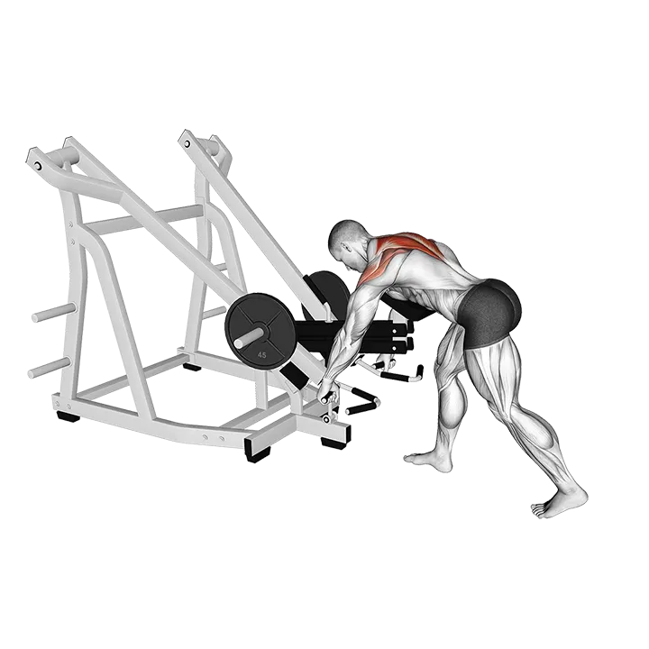 Lever Bent Over Wide Grip Row (with chest support) exercise animation (Male)