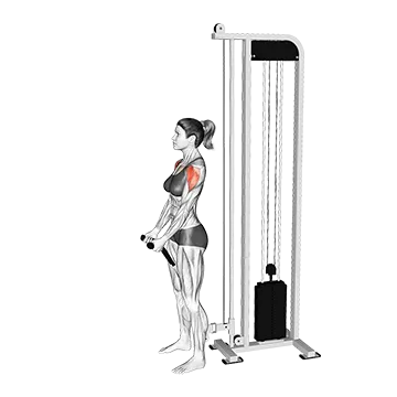 Cable Front Raise (rope attachment)