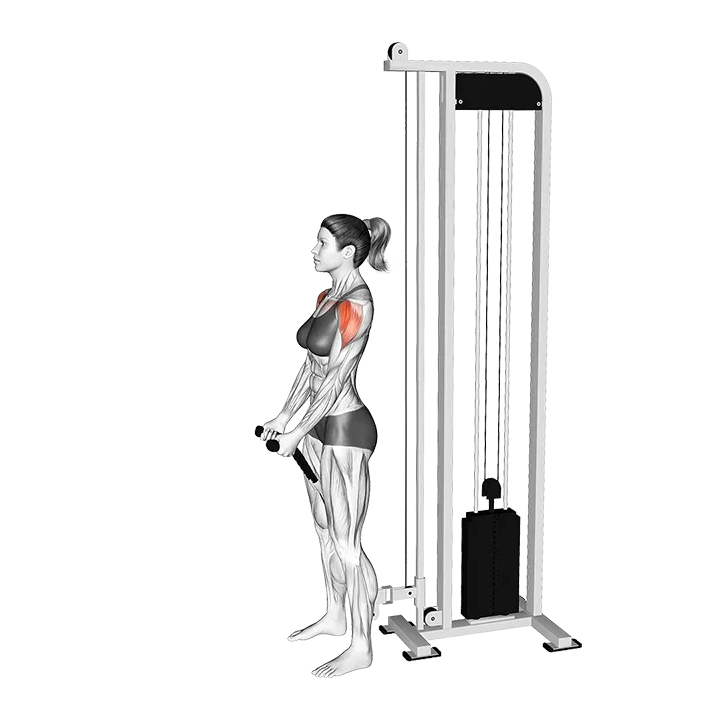 Cable Front Raise (rope attachment) exercise animation (Female)