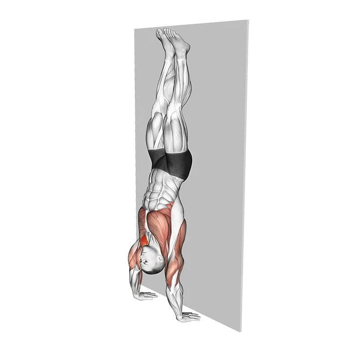 Handstand Hold on Wall exercise animation (Male)